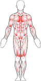 Human body, outline and musculature diagram