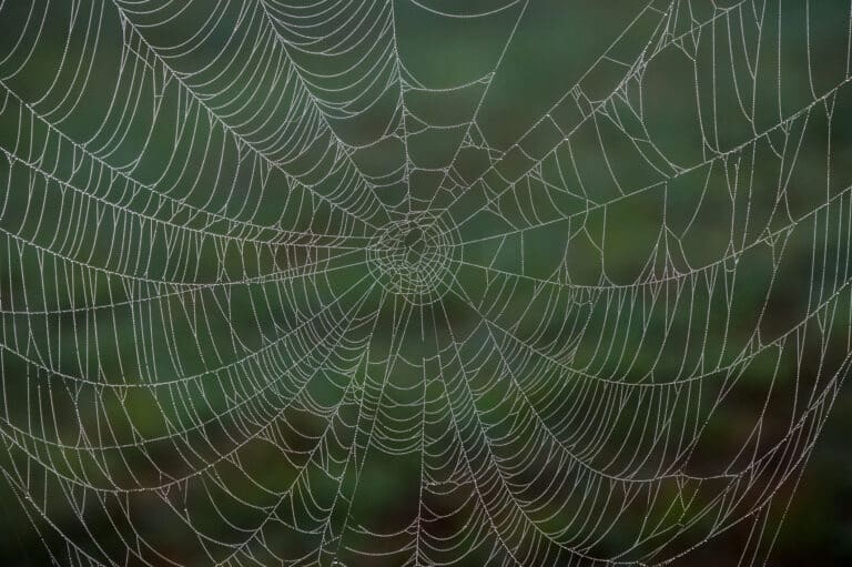 A dew covered spider web in the woods